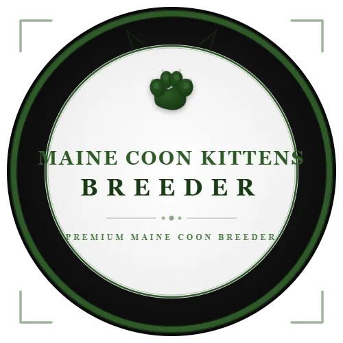 Maine Coon Kittens  Breeder
